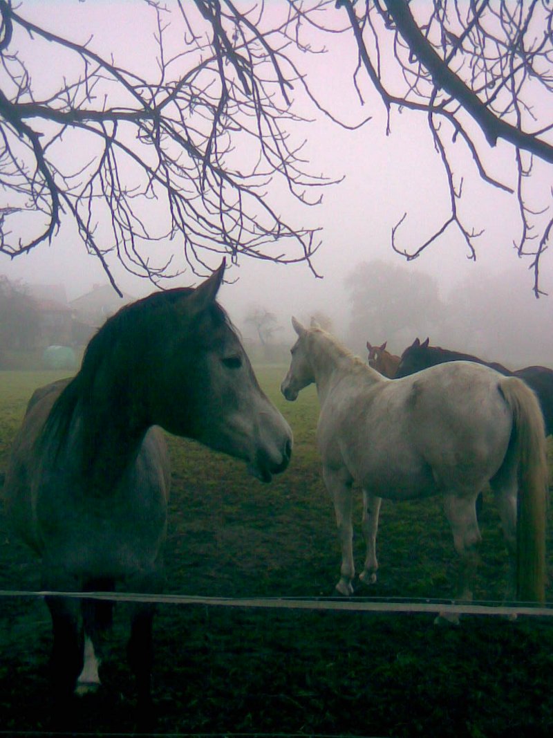 horses coming closer